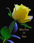 Yellow Rose of Texas's Avatar