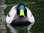 ducky's Avatar